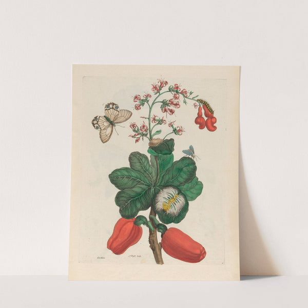 Caschou (1719) by Maria Sibylla Merian