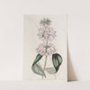 Cashmere Phlomis by Sydenham Edwards