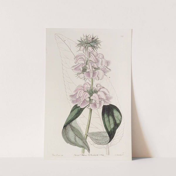 Cashmere Phlomis by Sydenham Edwards