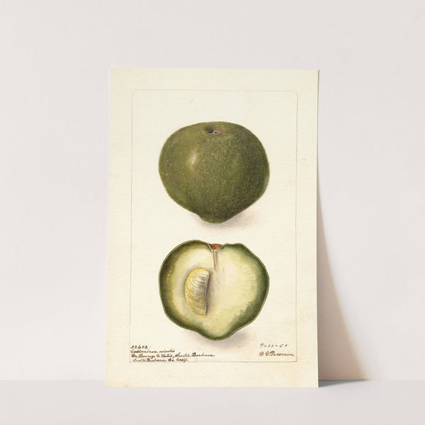 Casimiroa edulis by Deborah Griscom Passmore