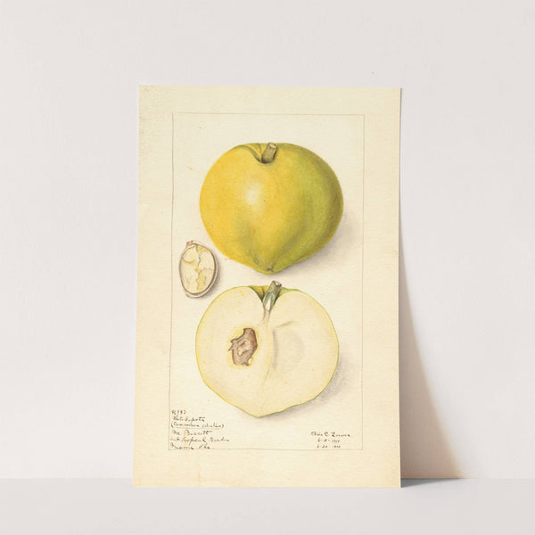 Casimiroa edulis by Elsie E. Lower