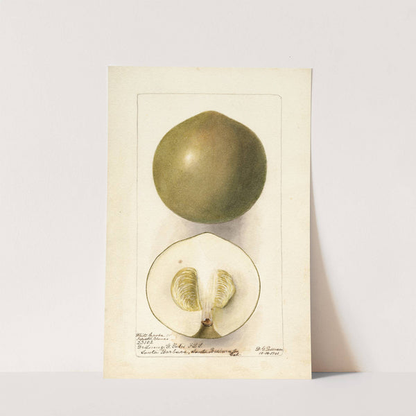 Casimiroa edulis: Zapota Blanco (1901) by Deborah Griscom Passmore