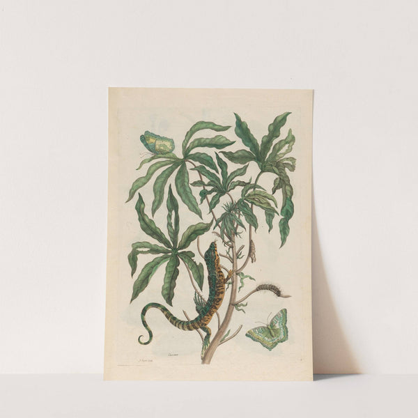 Cassave (1719) by Maria Sibylla Merian