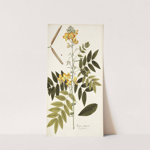 Cassia chinensis by Nikolaus Joseph Freiherr von Jacquin