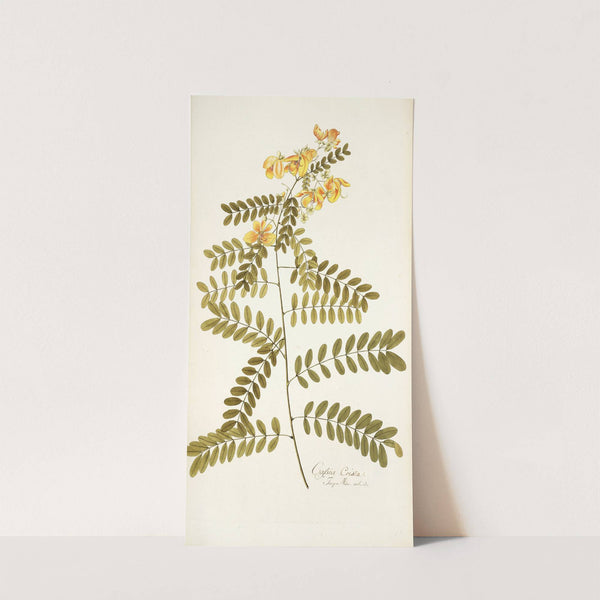 Cassia crista by Nikolaus Joseph Freiherr von Jacquin