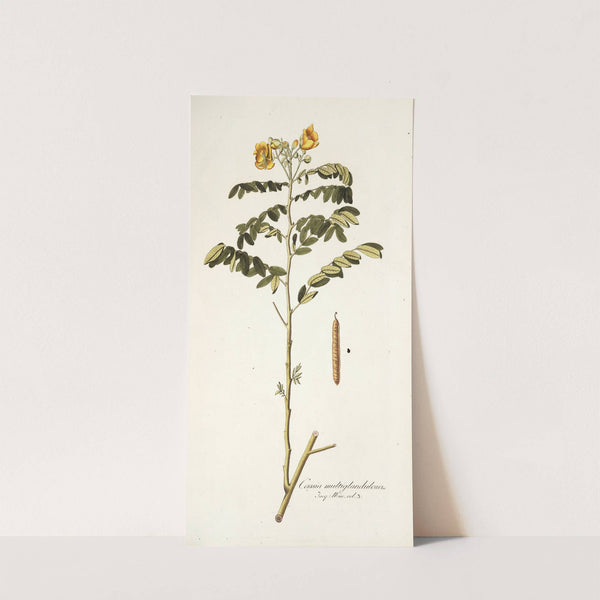 Cassia multiglandulosa (1781-1793) by Nikolaus Joseph Freiherr von Jacquin