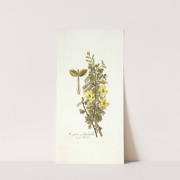 Cassia polyphylla by Nikolaus Joseph Freiherr von Jacquin