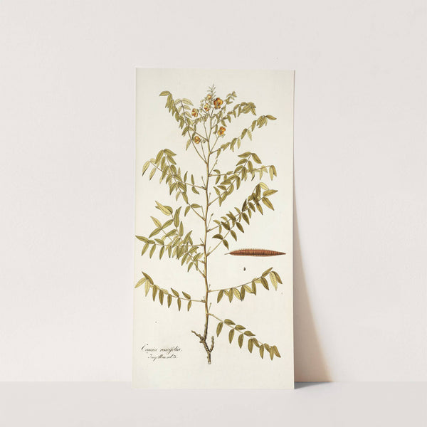 Cassia ruscifolia by Nikolaus Joseph Freiherr von Jacquin