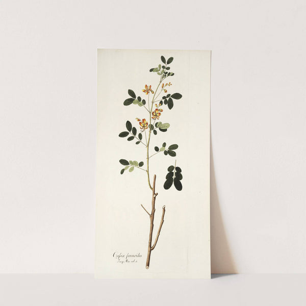 Cassia sennoides by Nikolaus Joseph Freiherr von Jacquin