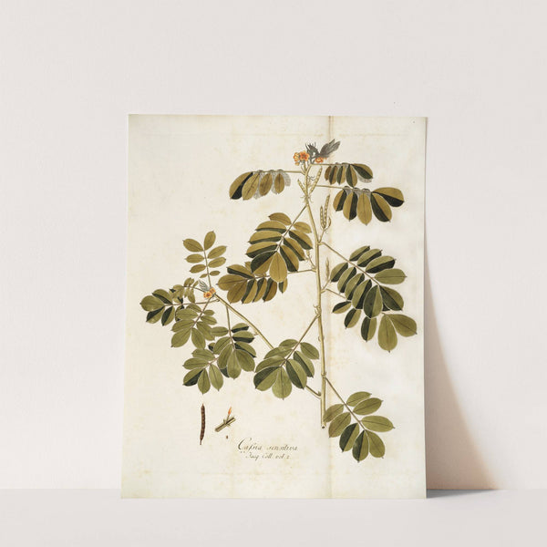 Cassia sensitiva by Nikolaus Joseph Freiherr von Jacquin