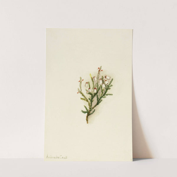 Cassiope (Cassiope mertensiana) (ca. 1900-1905) by Mary Vaux Walcott