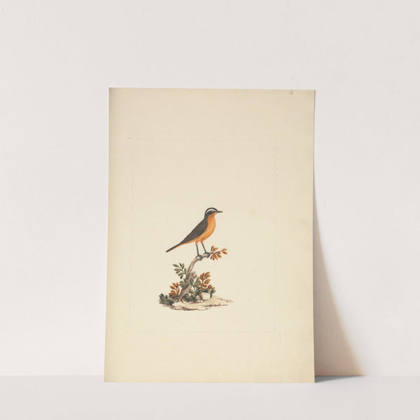 Cassypha semirufa (Ruppell’s Robin Chat) by Luigi Balugani