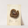 Castanea: Boone by Ellen Isham Schutt