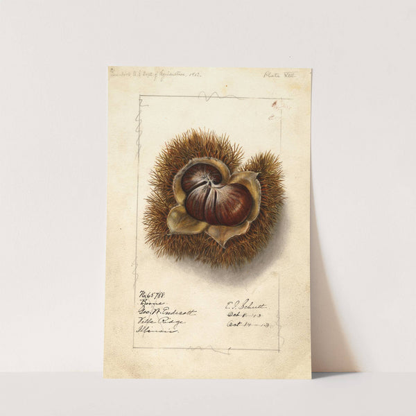 Castanea: Boone by Ellen Isham Schutt
