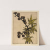 Castor Bean by Bertha Jaques