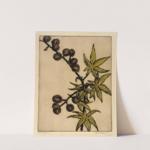 Castor Bean by Bertha Jaques