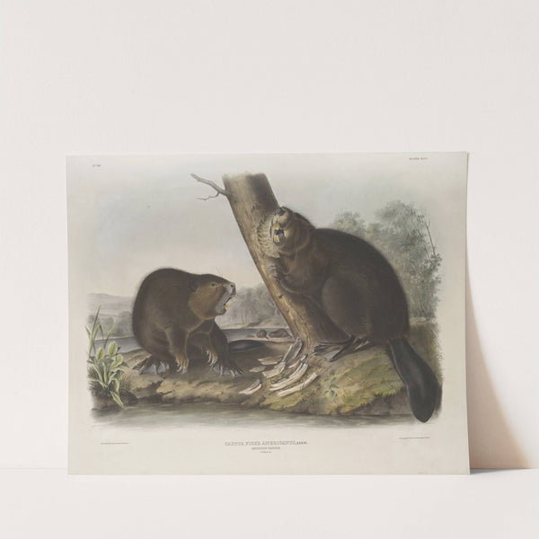 Castor fiber Americanus, American Beaver (1845-1848) by John Woodhouse Audubon