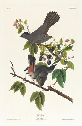 Cat bird