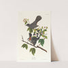 Cat bird by John James Audubon