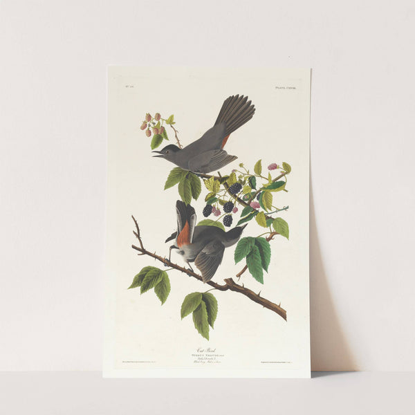 Cat bird by John James Audubon