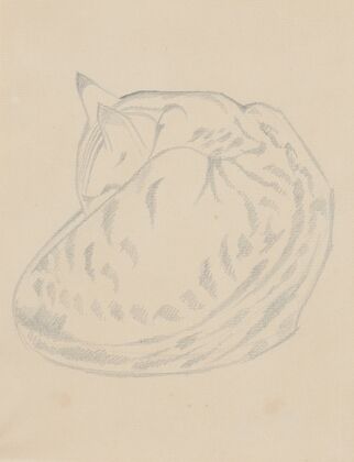 Cat Sleeping