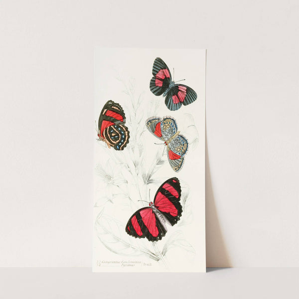 Catagramma Condomanus, Catagramma Pyramus by James Duncan