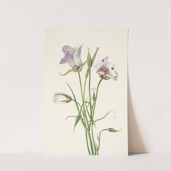 Catalina Mariposa. Calochortus catalinae (1925) by Mary Vaux Walcott