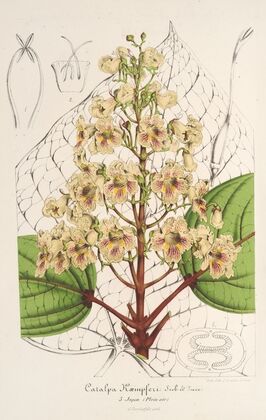 Catalpa Kæmpferi
