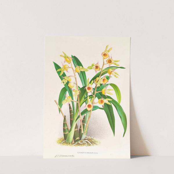 Catasetum Discolor by Jean Jules Linden