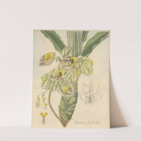 Catasetum Floribundum by William Jackson Hooker