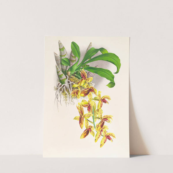 Catasetum galeritum by Jean Jules Linden