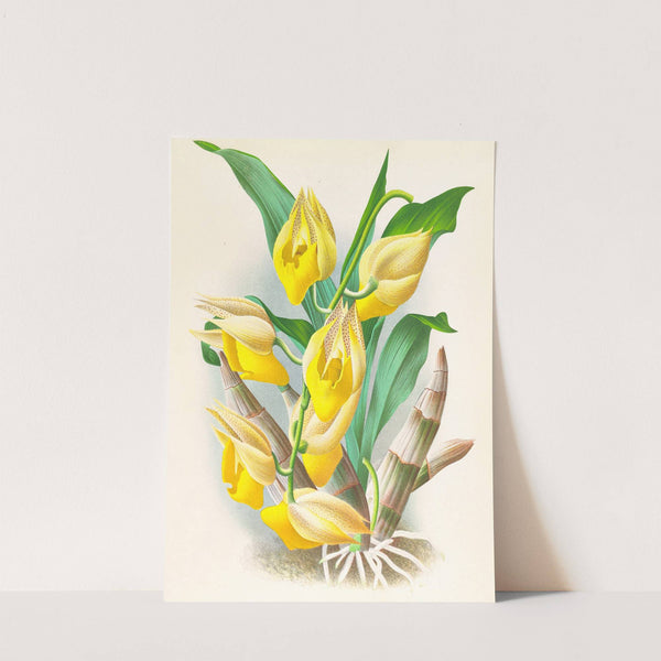 Catasetum macrocarpum by Jean Jules Linden