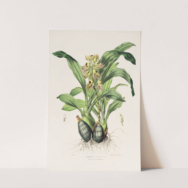 Catasetum Maculatum (1837-1843) by James Bateman