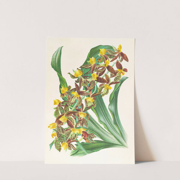 Catasetum rodigasianum by Jean Jules Linden