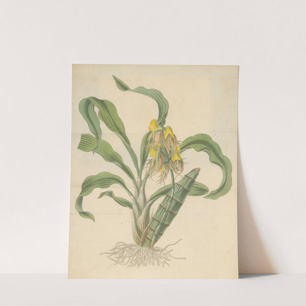 Catasetum tridentatum by William Jackson Hooker