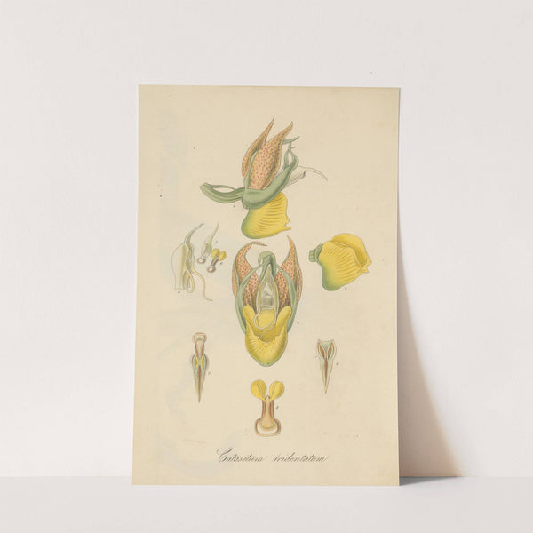 Catasetum tridentatum. by William Jackson Hooker