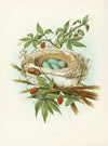 Catbird