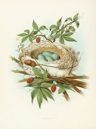 Catbird
