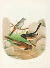 Catbird, Towhee Buntings