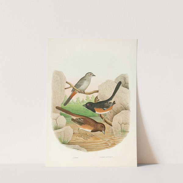Catbird, Towhee Buntings (1882) by Edwin L. Sheppard