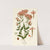 Catchfly (1896-1897) by Edward Step