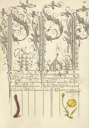 Caterpillar and Globeflower (1561–1596)