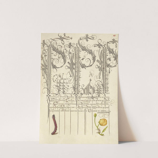 Caterpillar and Globeflower (1561–1596) by Joris Hoefnagel