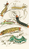 Caterpillar of Erythrinae, Molina, Nesia, Netrix