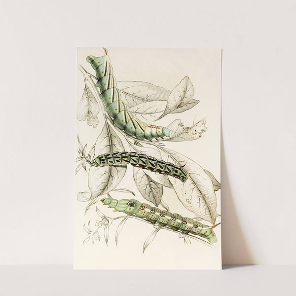 Caterpillar of Metopsilus Tersa, Sphinx Chionanthi, Sphinx Gaurae by James Duncan