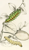 Caterpillar of Saturnia Cynthia, Saturnia Mylitta