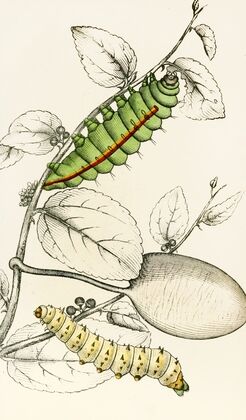 Caterpillar of Saturnia Cynthia, Saturnia Mylitta
