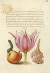 Caterpillar, Pear, Tulip, and Purple Snail (1561–1596)