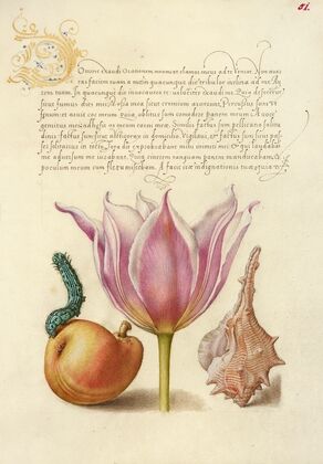 Caterpillar, Pear, Tulip, and Purple Snail (1561–1596)