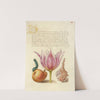 Caterpillar, Pear, Tulip, and Purple Snail (1561–1596) by Joris Hoefnagel